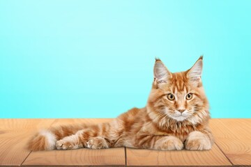 Fototapeta na wymiar cute young smart cat pet posing