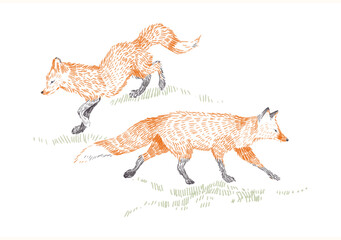 Graphic hand drawn scandinavian style forest illustration. Woodland forest animals foxes on white background. Vintage style engraving. Nature art for children's room.