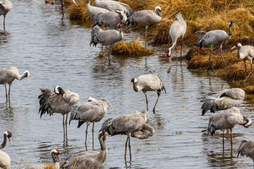 Resting Cranes standing in the lake