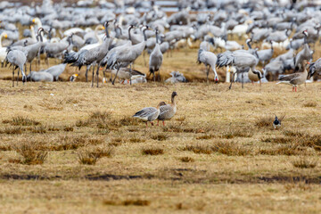 Taiga bean goose on a field with cranes in the background