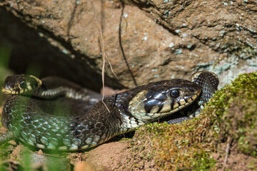 Grass snakes basking in the sun