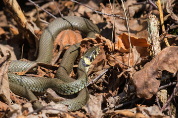 Grass Snake sunbathing in the spring sun