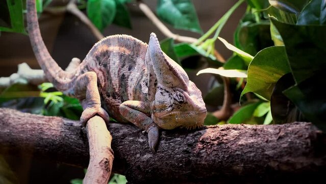 Yemeni chameleon is sitting on the tree branch in a zoo park and moving eye looking around. Animal in terrarium. Closeup. Chamaeleo calyptratus. Exotic fauna. Disguise of a chameleon in brown colors.