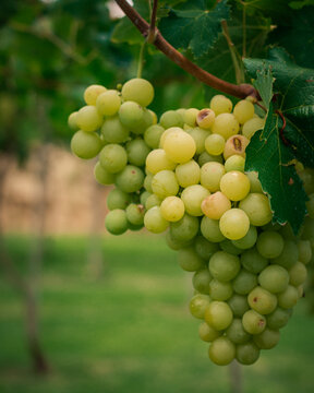 Uva Blanca