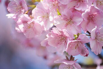 桜のクローズアップ