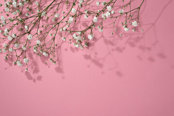 Elegant floral spring background with gypsophila flower and sunlight shadows on pink, copy space