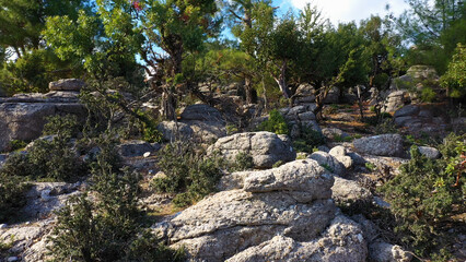 Fototapeta na wymiar Exotic plants and trees growing among rocks in mountains. Beautiful landscape of the grey rocks and evergreen trees.