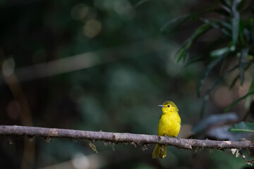yellow browed bulbul (Acritillas indica) on a tree branch