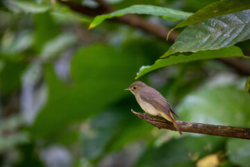 blue throated flycatcher (cyornis rubeculoides ) on a branch of a tree