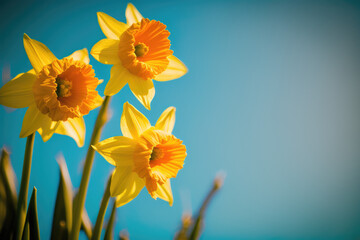 Fototapeta premium Daffodil spring flowers against a background of blue sky