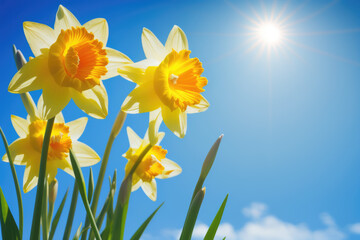 Fototapeta premium Daffodil spring flowers against a background of blue sky