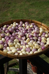basket of garlic and shallot in the sun  