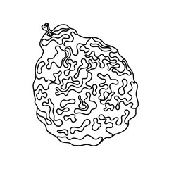 Fruit kaffir lime and bergamot simple line icon. Asian spices, seasonings