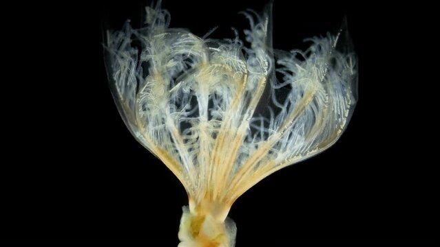 Worm Polychaeta, family Sabellidae under a microscope. Filter feeders, live in calcareous tubular shells. Possibly genus Euchone. Barents sea