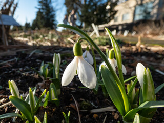 Obraz premium Close-up of the snowdrops (Galanthus lagodechianus) with dark green, shiny leaves. blooming with pendent, white flowers in the garden early in the spring