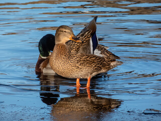 Adult female mallard or wild duck (Anas platyrhynchos) with predominantly mottled plumage standing on ice