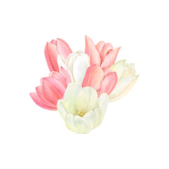 Waretcolour square card with pink and white tulip flowers in the center on white background