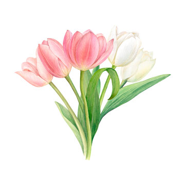 Watercolour drawing of a bouquet of white and pink tulips, hand-drawn illustration on white background.