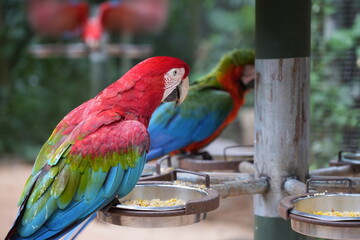 Scarlet Macaw Parrot, Ara Macao, red and blue at Brazil Iguazu Bird Park