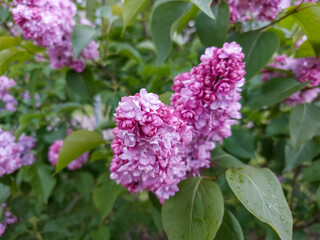 Common Lilac (Syringa vulgaris) blooming with violet-purple double flowers surrounded with leaves in spring