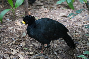 Cracidae-Curassow-guns-bird Hokko Brazil Foz do Iguazu Birds Park