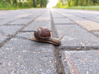 Small Roman snail or Burgundy snail (Helix pomatia) with light brownish shell crawling and crossing a brick pathway in summer