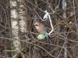 The Eurasian jay (Garrulus glandarius) sitting on a bird feeder fat ball in a green net hanging in the tree in winter