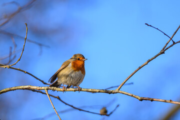 Le rouge gorge s'est posé sur une branche d'arbre