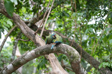 A Colorful parrot in Birds Park near to Iguazu National Park, Brazil 