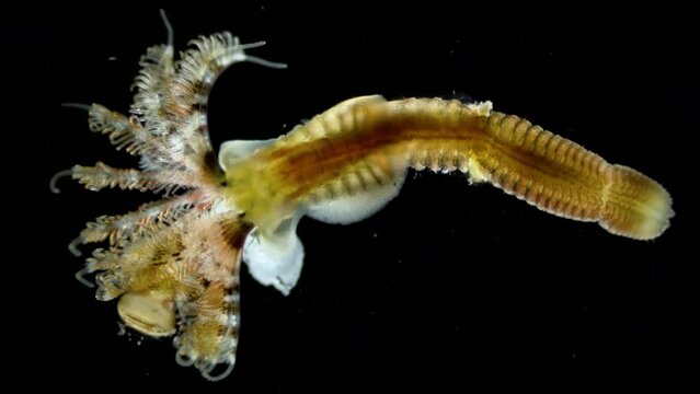 Worm Polychaeta, family Serpulidae under a microscope. Filter feeders, live in calcareous tubular shells. They have a specialized operculum that blocks entrance of their tubes. Barents sea