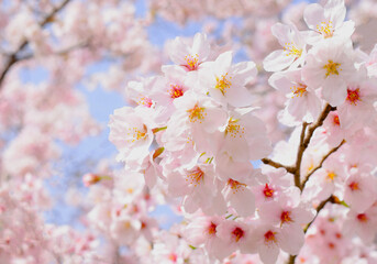 満開の桜の花のクローズアップ、サクラの花の咲く春の風景、さくらの背景素材 © yuri-ab