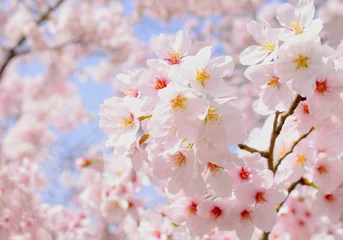 Fotobehang 満開の桜の花のクローズアップ、サクラの花の咲く春の風景、さくらの背景素材 © yuri-ab