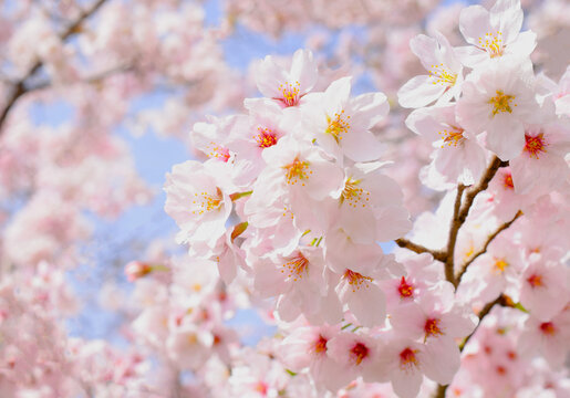 満開の桜の花のクローズアップ、サクラの花の咲く春の風景、さくらの背景素材