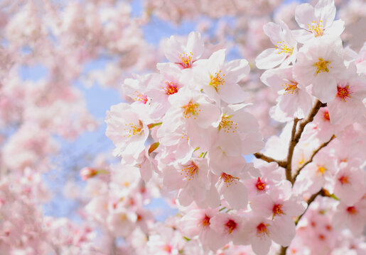 満開の桜の花のクローズアップ、サクラの花の咲く春の風景、さくらの背景素材