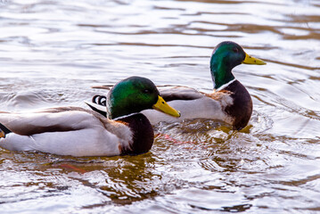 Wild ducks swim in the lake
