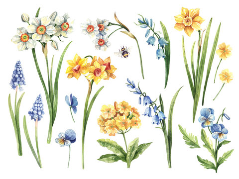 White daffodils, Yellow daffodils, blue muscari, bluebells and primroses set. Spring flowers watercolor illustration isolated on white background.