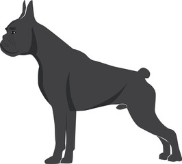 Vector image of an dog boxer on white background