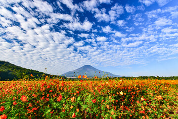 花の都公園から富士山とキバナコスモス