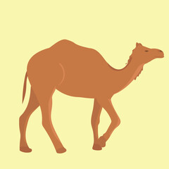 Isolated camel in flat style. Desert animal. Vector illustration.