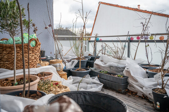 Fruit Trees and Plants in Pots on Balcony Garden in Spring with Fleece Protection