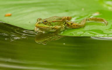 Obraz premium Teichfrosch (Pelophylax)
