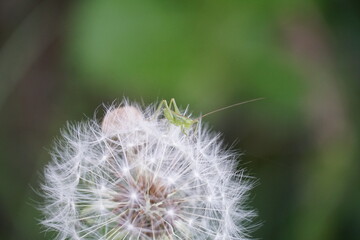 Fototapeta premium バッタの玉乗り