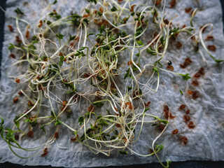Cress salad Microgreens growing background. Photo micro green sprouts seedling