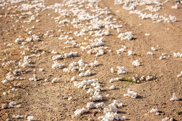 Close-up of cotton buds lying on the ground. Cotton seeds are spread across the field. Cotton is grown in the field for industrial purposes.