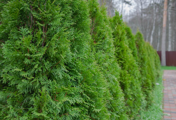 landscaping, thuja planted along the fence