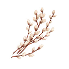 Willows branches. Spring pussy plant, catkins buds in vintage retro style. Easter delicate fluffy Salix twig. Botanical hand-drawn realistic vector illustration isolated on white background