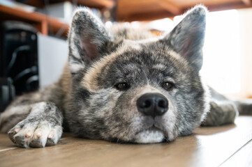 Close-up Akita inu with gray fur is relaxing on the ground in a house after a long walk outdoors