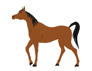 Arabian Horse Illustration, Horse Mammal Flat Design