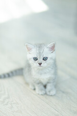 British Shorthair cat, striped gray color a cute and beautiful baby kitten, resting comfortably on sunlight and relaxing on a white wooden floor And look in camera 
