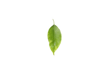 Fototapeta na wymiar Concept of nature, leaf, isolated on white background